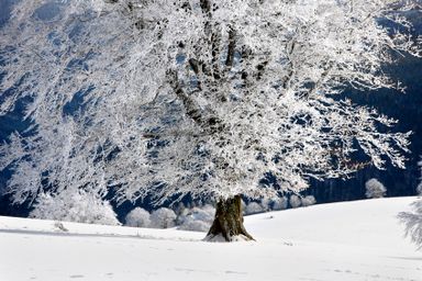 Winter an der Mosel