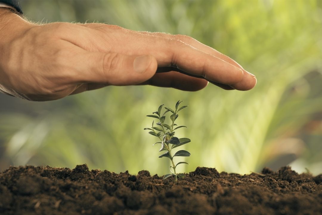 Fiona Hayhoe-Weiland