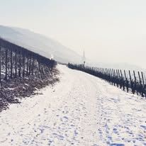 Winter an der Mosel